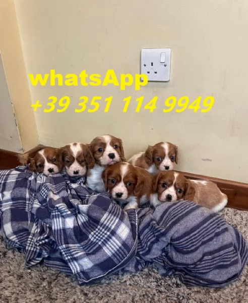 Regalo Cuccioli di Cavalier King maschi e femmine