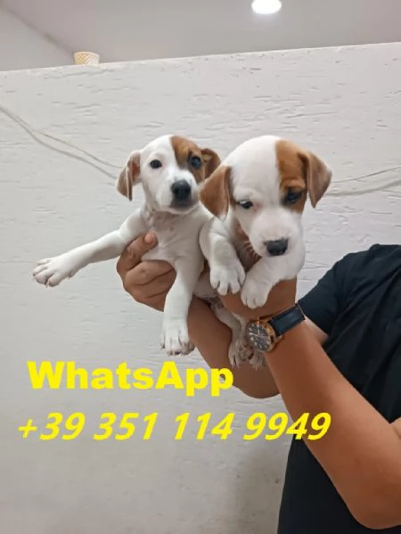 Regalo Cuccioli di Jack Russel maschi e femmine
