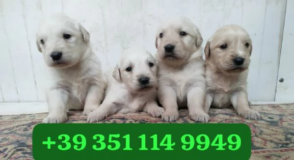 Regalo Cuccioli di Golden Retriever maschi e femmine | Foto 0