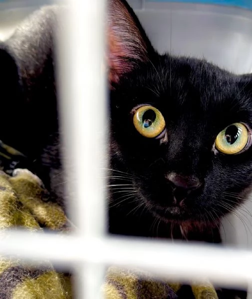 Adotta Mavis! | Foto 2