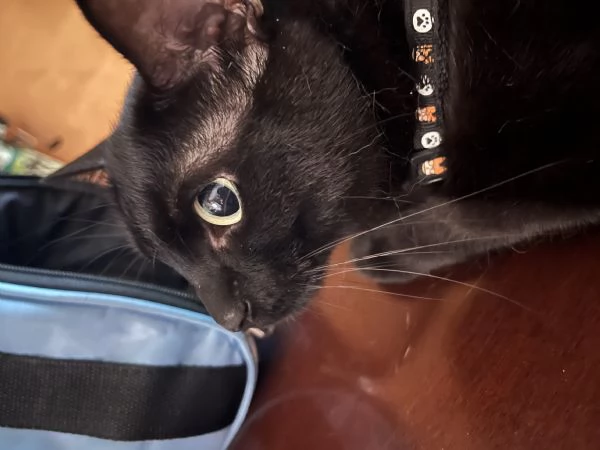 Adotta Mavis! | Foto 1