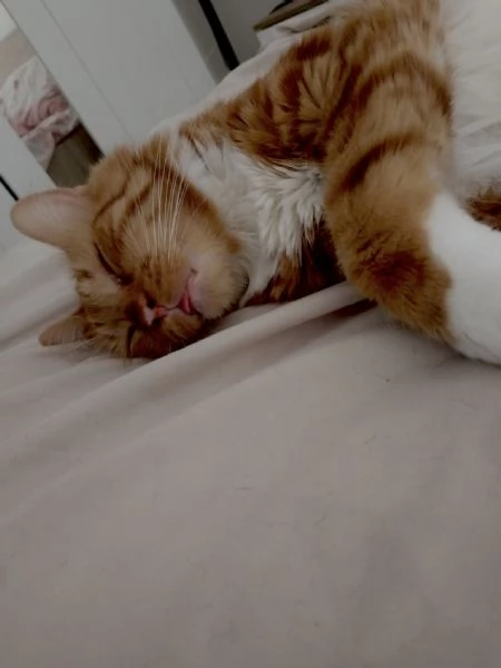 Adotta Ollie | Foto 0