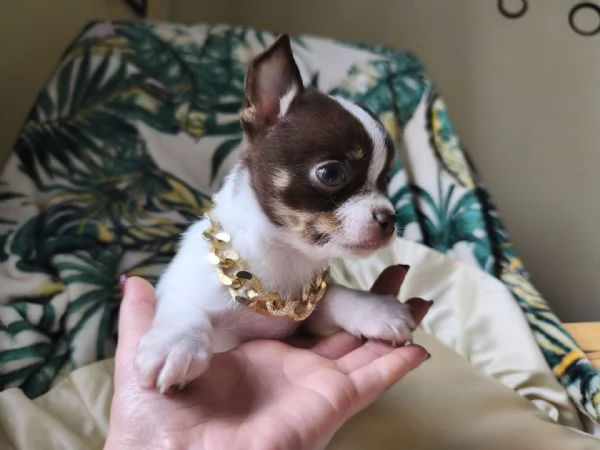 Chihuahua pelo lungo