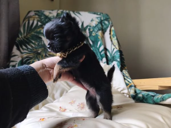 Chihuahua pelo lungo | Foto 4