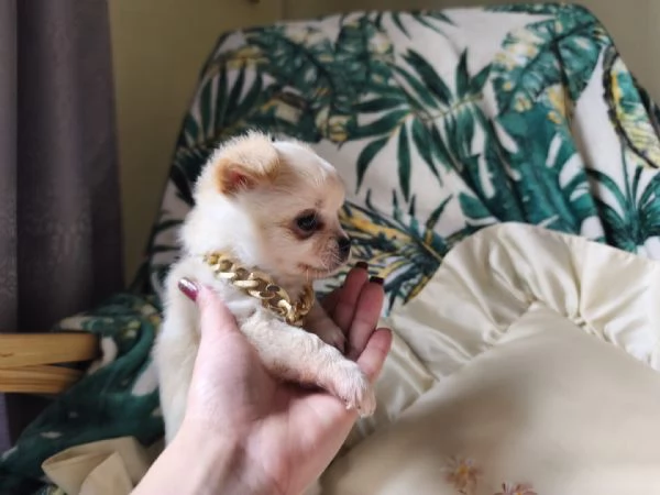 Chihuahua pelo lungo | Foto 2