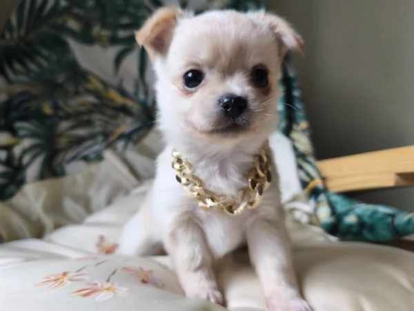 Chihuahua pelo lungo | Foto 1