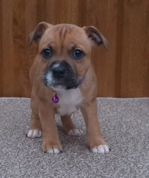 Cuccioli di Amstafff Amstafff pronti oggi