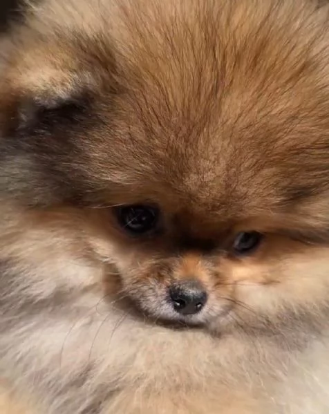 Spitz tedesco nano | Foto 5