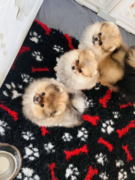 Spitz tedesco nano | Foto 4