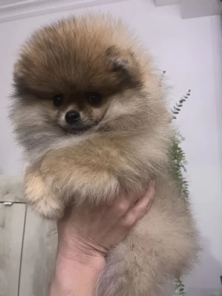 Spitz tedesco nano | Foto 2