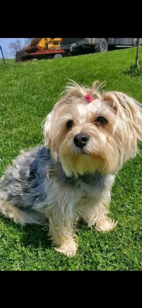 cuccioli di Yorkie maschi e femmine disponibili