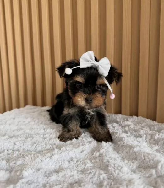 Yorkshire terrier 