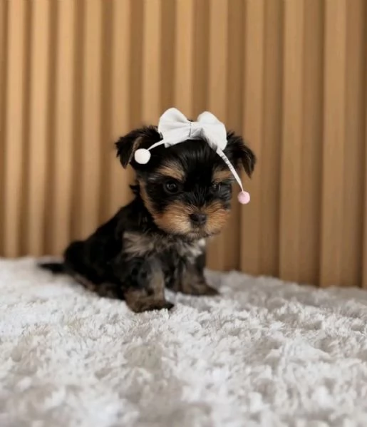 Yorkshire terrier  | Foto 0