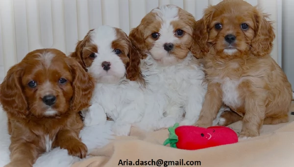  regalo cavalier king cuccioli meravigliosi !  nati in casa da nostri esemplari ipertipici carattere