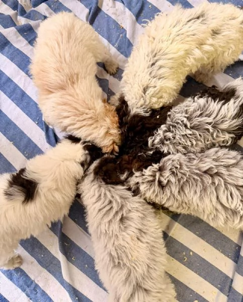 Cucciolo Lagotto Romagnolo | Foto 5