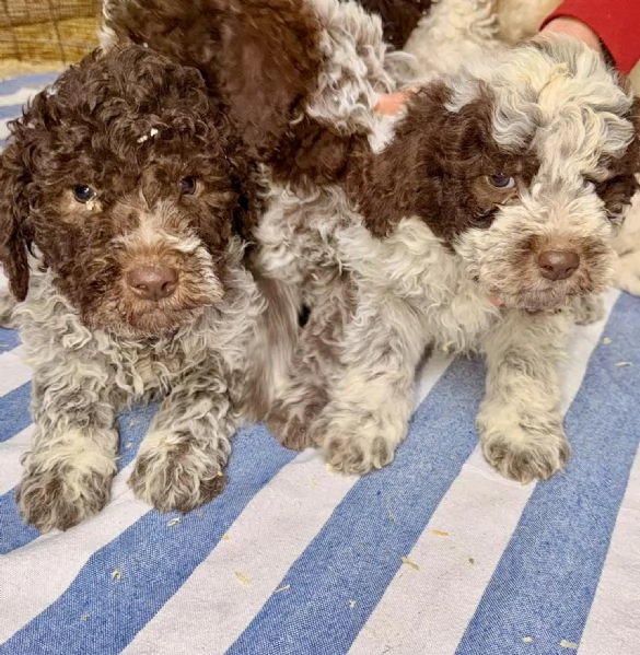 Cucciolo Lagotto Romagnolo | Foto 2