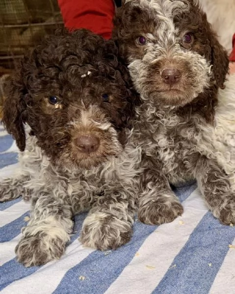 Cucciolo Lagotto Romagnolo | Foto 1