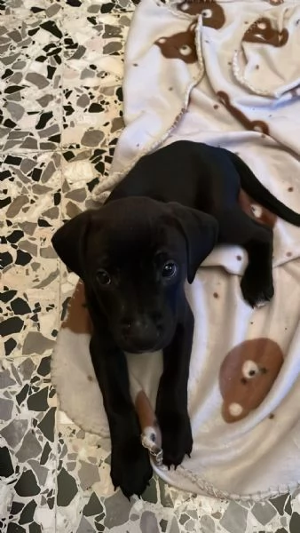 Venduta cucciolo cane | Foto 2