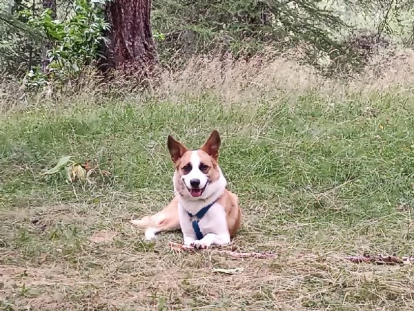 Regalo cane meticcio
