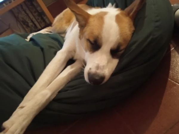 Regalo cane meticcio | Foto 4