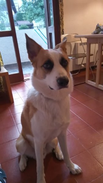 Regalo cane meticcio | Foto 2