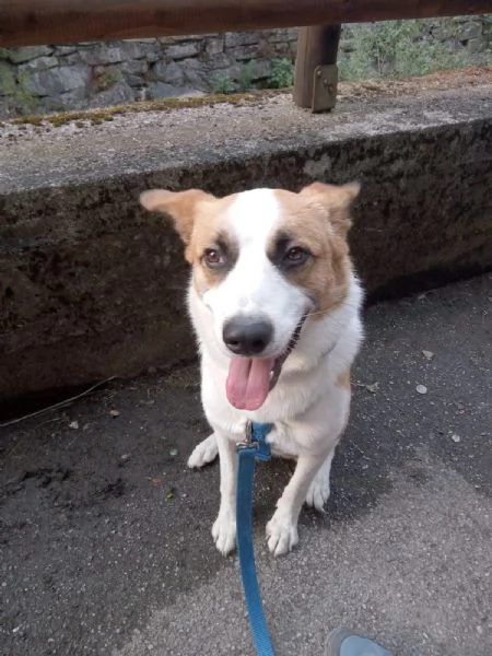 Regalo cane meticcio | Foto 0