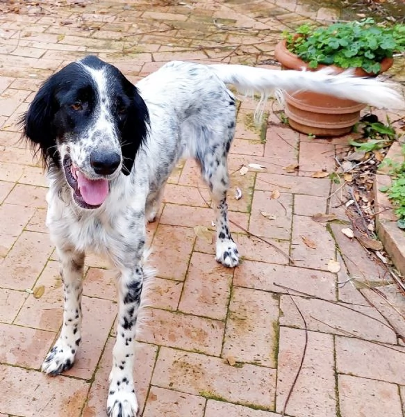 Regalo dolce cagnolino di un anno e quattro mesi  | Foto 0