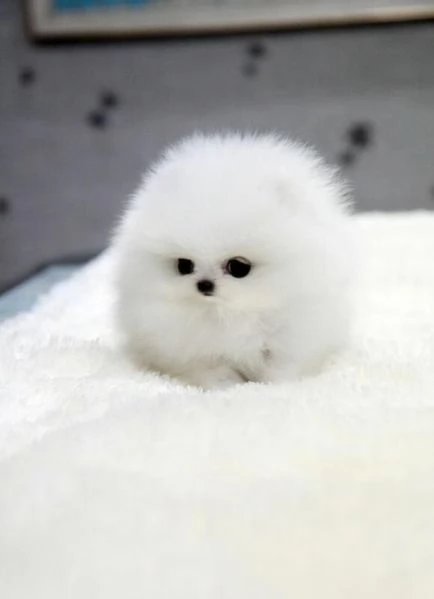 Abbiamo degli Volpino Pomerania sani in adozione | Foto 4