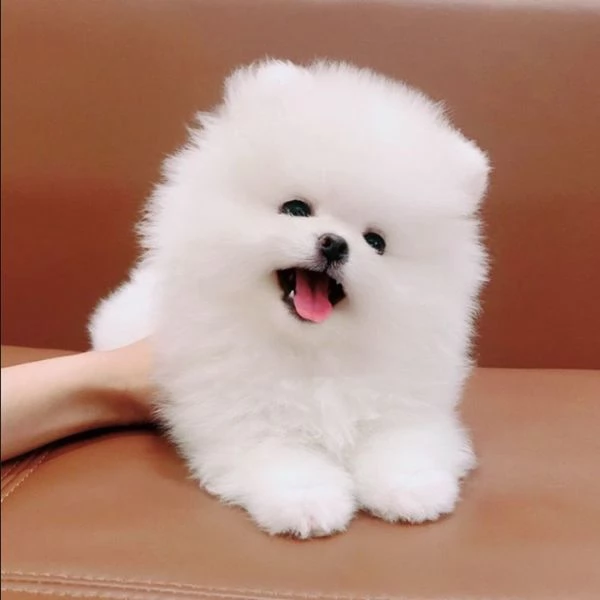 Abbiamo degli Volpino Pomerania sani in adozione | Foto 3