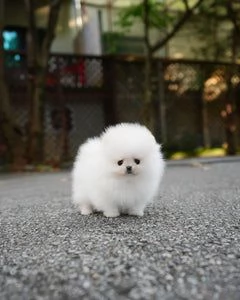 Abbiamo degli Volpino Pomerania sani in adozione