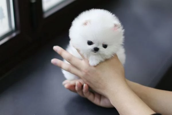 Abbiamo degli Volpino Pomerania sani in adozione | Foto 0