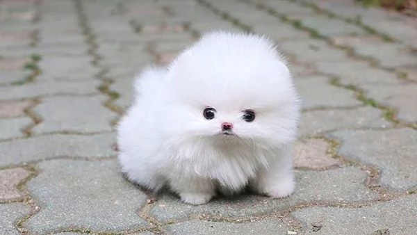 Volpino pomeranian mimi | Foto 3