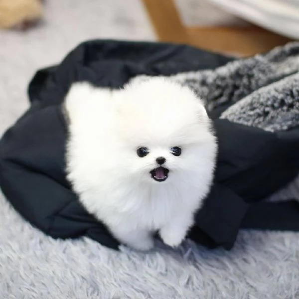 Volpino pomeranian mimi | Foto 1