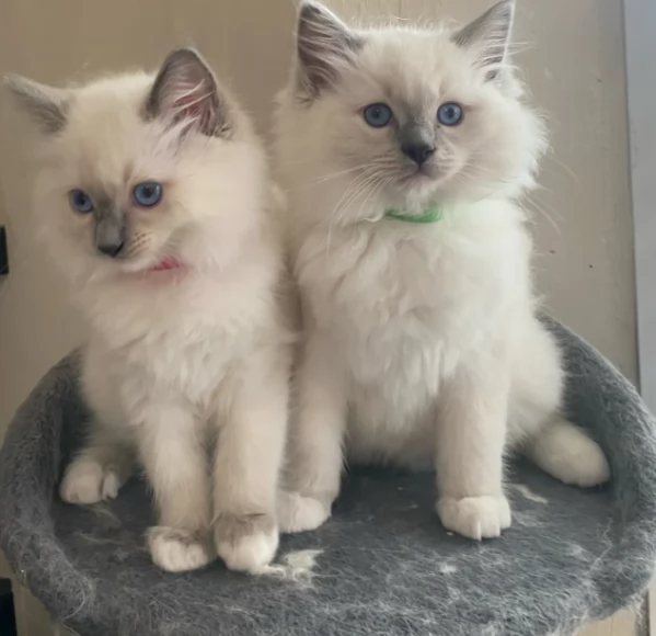 Disponibili gattini Ragdolll per adozione