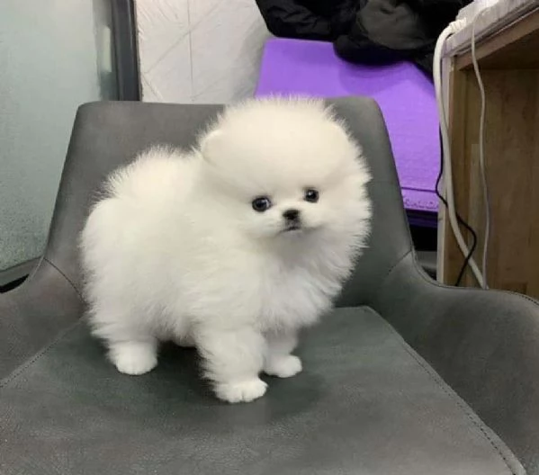 Cuccioli di Pomerania Mini Volpino
