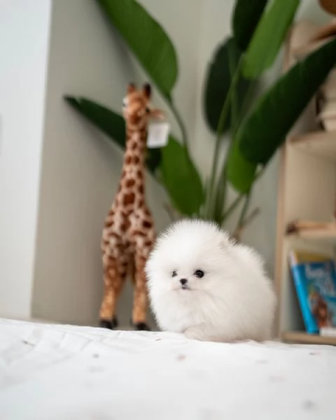 Cuccioli di Pomerania Mini Volpino | Foto 2