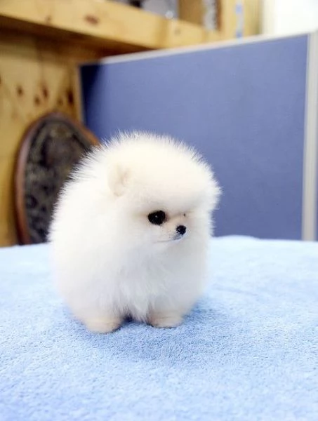 Cuccioli di Pomerania Mini Volpino | Foto 1