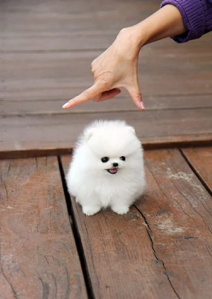 Cuccioli di Pomerania Mini Volpino | Foto 0