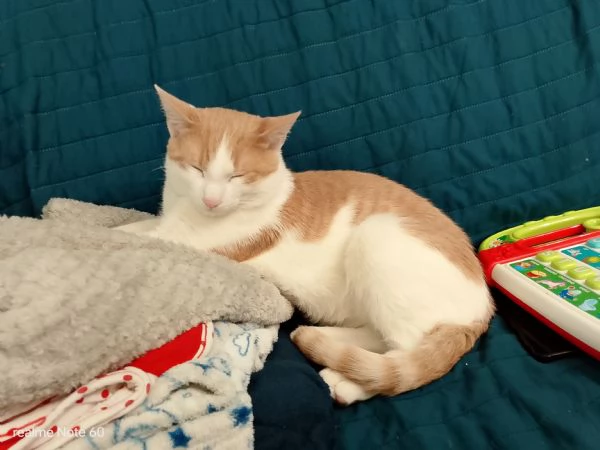 Gattino europeo maschio di neanche un anno | Foto 2