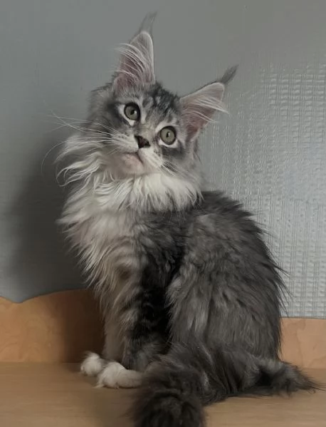 Maine coon | Foto 1