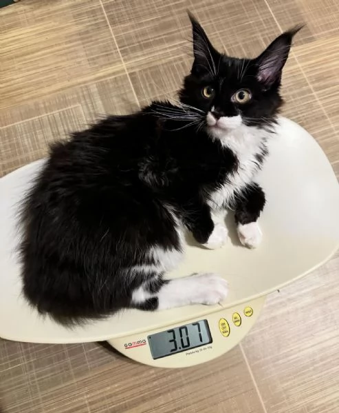 Maincoon gatto per Regalo  | Foto 2