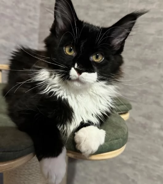 Maincoon gatto per Regalo  | Foto 1