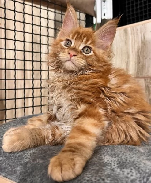 Maincoon gatto per Regalo 