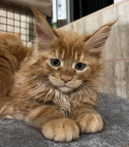 Maincoon gatto per Regalo  | Foto 1