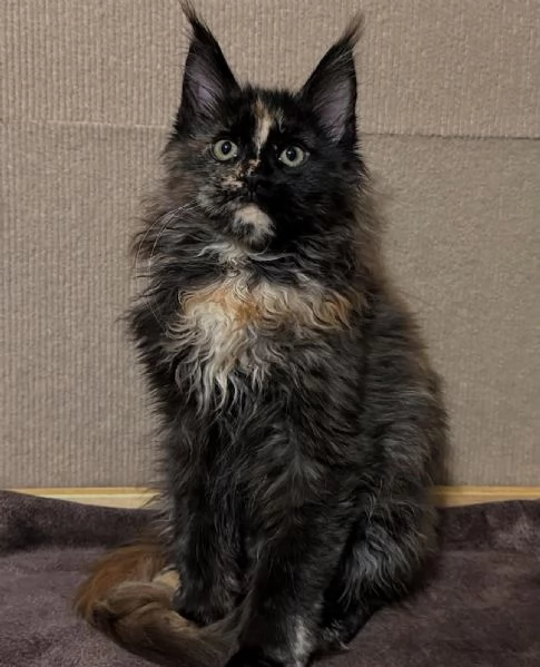 Regalo per un amante dei Maine Coon | Foto 4