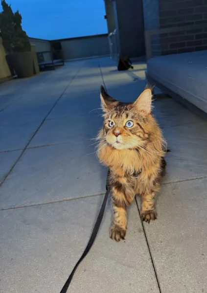 Regalo per un amante dei Maine Coon | Foto 3