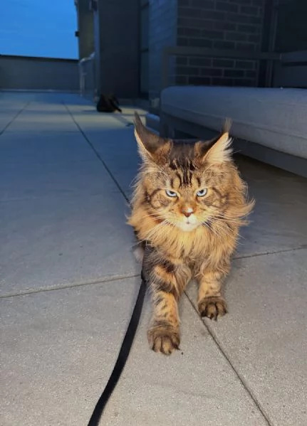 Regalo per un amante dei Maine Coon | Foto 2