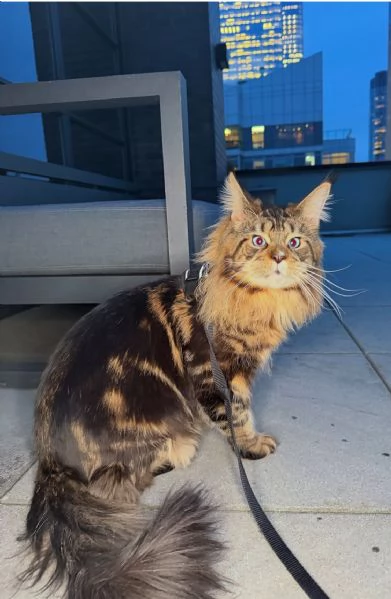 Regalo per un amante dei Maine Coon