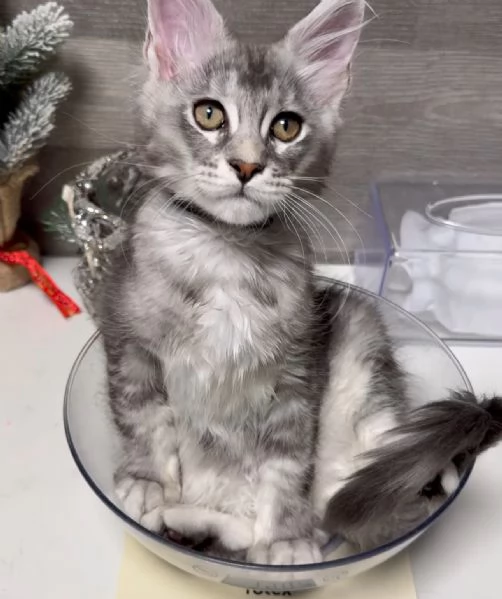 Regalo per un amante dei Maine Coon | Foto 2