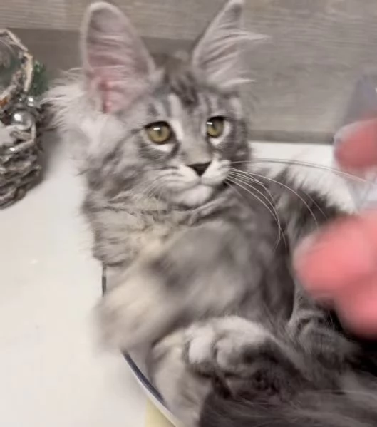 Regalo per un amante dei Maine Coon | Foto 1